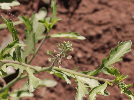 Broad-leaf peppergrass with flowers