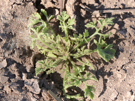 Coast Hofmeisteria seedling