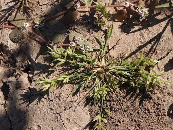 Stinkgrass and Louse spurge sprouts