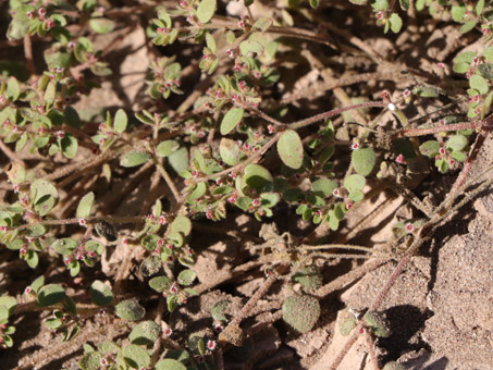 Fringe spurge plant