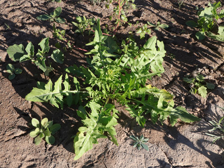 planta de Mostacilla común