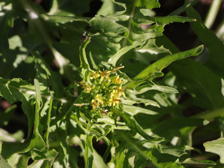 London rocket plant with flowers