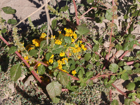 Plantas de Quelite, Manzanilla del monte y Golondrina